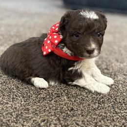Girl 1 - Brown and white female Aussiedoodle puppy in Junction, Utah from Sugar Doodles