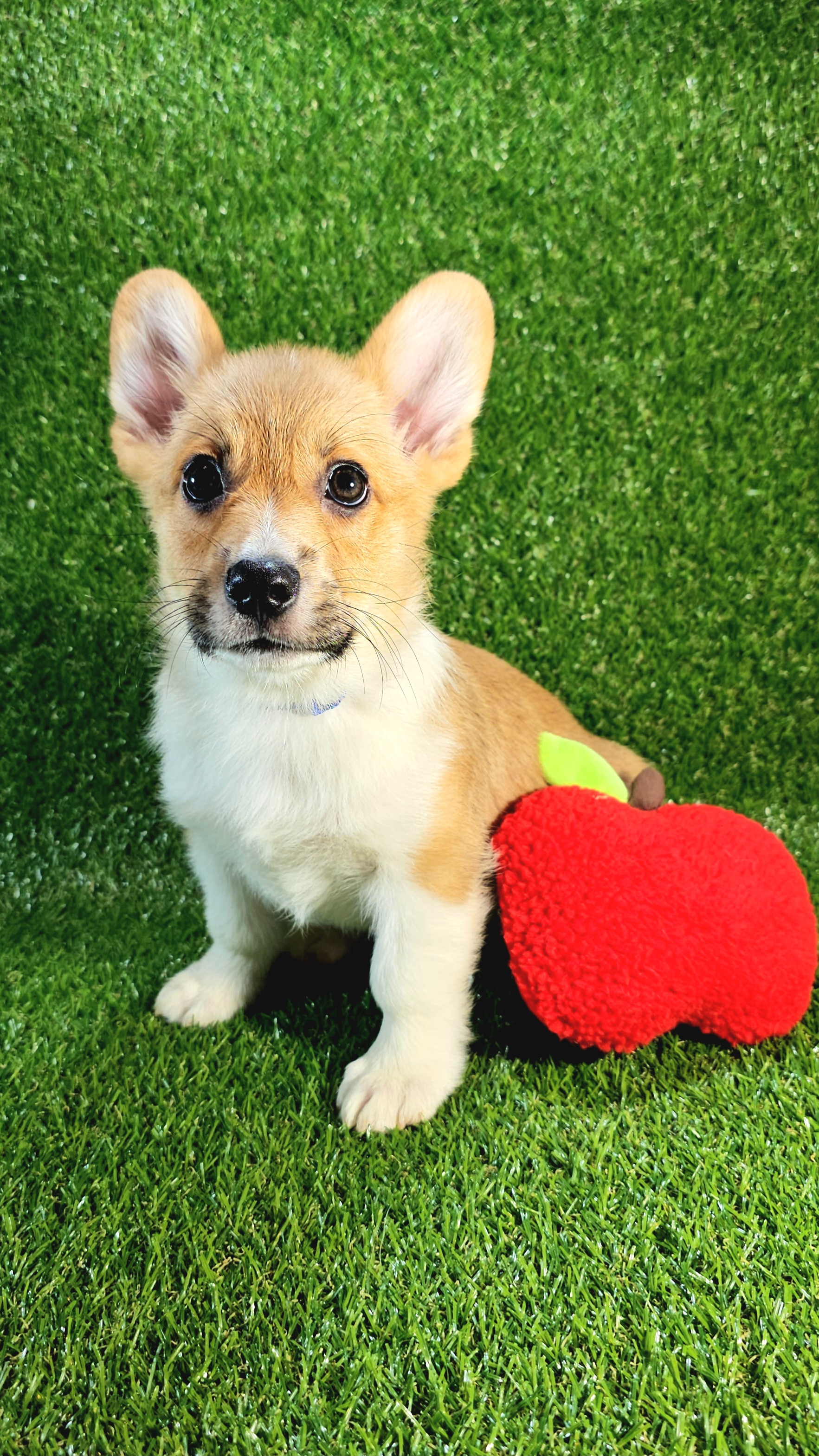 Blue - White and red Pembroke Welsh Corgi puppy in Winnsboro, Texas from H2 Puppies