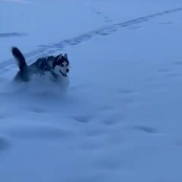 Siberian Husky Puppies from Xk siberians