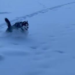 Siberian Husky Puppies from Xk siberians