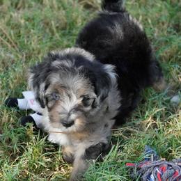 Yankee BMF most black - Blue merle female Aussiedoodle puppy in Lawton, Oklahoma from Lindsey’s Aussies