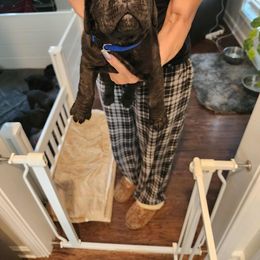 Blue Collar Female - Black brindle female Cane Corso puppy in Mc Ewen, Tennessee from Worldwide Kennels