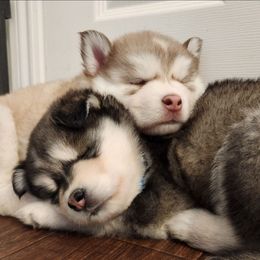 Siberian Husky Puppies from JK Wisteria Huskies