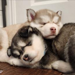 Siberian Husky Puppies from JK Wisteria Huskies