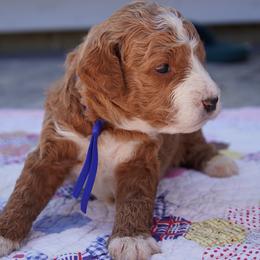 Simba - Cream male Goldendoodle puppy in Lancaster, Pennsylvania from Henriquez Puppies