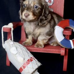 Dachshund Puppies from Bald Mountain Dachshunds