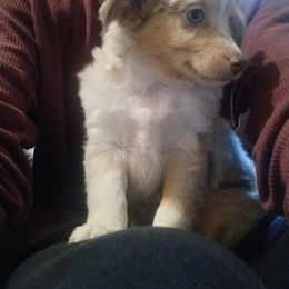 Miniature Australian Shepherd Puppies from D & B Aussies