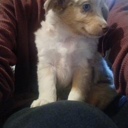Miniature Australian Shepherd Puppies from D & B Aussies
