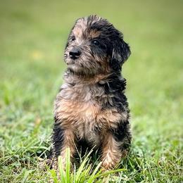 Roger - Merle male Assorted Doodle Crosses puppy in Kansas City, Missouri from Beary GoldenDoodles
