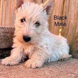 Happy (black) - Wheaten male Scottish Terrier puppy in Chattanooga, Oklahoma from Lottie Dottie Scottie’s and Papillons