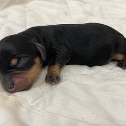 Black and tan boy 2 - Black and tan male Dachshund puppy in Port Orchard, Washington from Haus of Wiener Schnitzel