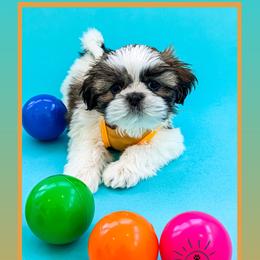 Rylie - Black and white male Shih Tzu puppy in Waddell, Arizona from Arizona Sunrise Shih Tzus
