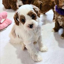 Dancer - Blenheim male Cavapoo puppy in Blackfoot, Idaho from Rocky Desert Goldens and Cavaliers