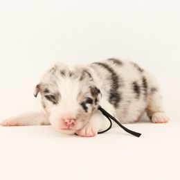 Drift - Transport to LA Available - Blue merle male Australian Shepherd puppy in Placerville, California from BFF Aussies