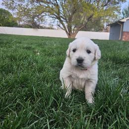 Miss Pink - Light golden female Golden Retriever puppy in Grand Island, Nebraska from Loseke Family Retrievers