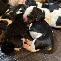 Female 4 - Black brown and white female Basset Hound puppy in Outlook, Washington from Porter Kennels