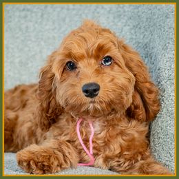 Dulce - Red female Cockapoo puppy in Connersville, Indiana from Deaz Doodle Ranch