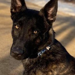 Belgian Sheepdogs, Belgian Tervuren, and Dutch Shepherds from Century Hills Farm