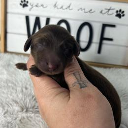 Ella Langley - Chocolate female Dachshund puppy in Payette, Idaho from NT Mini Doxies