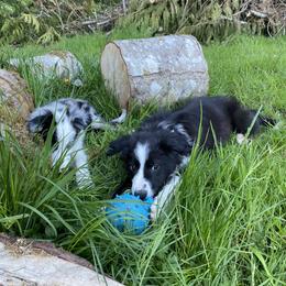 Border Collie Puppies from Apex Border Collies