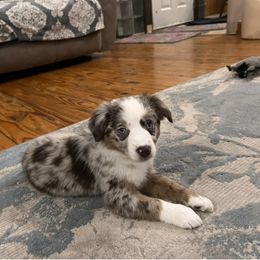 Miniature Australian Shepherd Puppies from Highland Hills Mini Aussies