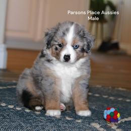 RESERVED - Blue merle male Toy Australian Shepherd puppy in Chandler, Oklahoma from Parsons Place Aussies