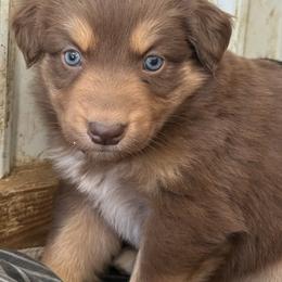 RTF 2 - Red tri-color female Australian Shepherd puppy in Bainbridge, Ohio from CK Aussies