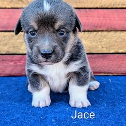 Jace - Gray and white male American Corgi puppy in Shawnee, Oklahoma from Sunray Ranch