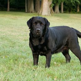 Labrador Retriever All Grown Up from McCabe Creek Labradors