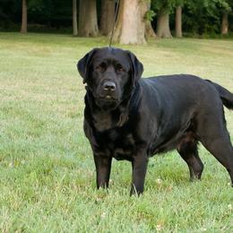 Labrador Retriever All Grown Up from McCabe Creek Labradors