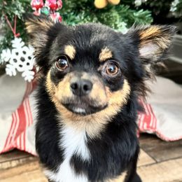 Button - Chihuahua