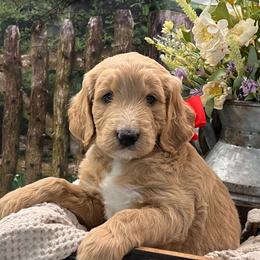 Red Girl - Cream female Goldendoodle puppy in The Woodlands, Texas from Gracie's Goldendoodles and Bernedoodles of The Woodlands