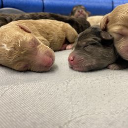 Sheepadoodle Puppies from Sarah Pearl’s Mini Sheepadoodles