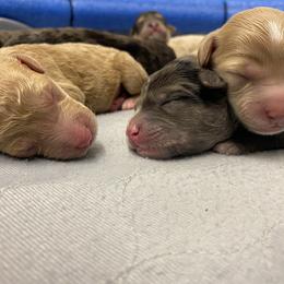 Sheepadoodle Puppies from Sarah Pearl’s Mini Sheepadoodles