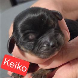 Keiko - Black and tan female Cavalier King Charles Spaniel puppy in Wahiawa, Hawaii from Kakazu King Charles Cavaliers