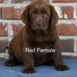 Red Female - Chocolate female Labrador Retriever puppy in Mississippi from Sure Shot English Labs