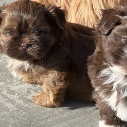Shih Tzus from Butterfly Shih Tzu Pups