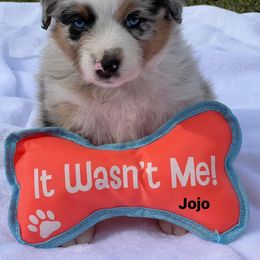 Jojo - Blue merle male Australian Shepherd puppy in Magee, Mississippi from Paint ByNumbers Ranch