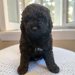 Princess Rosalina - Black female Goldendoodle puppy in Tucson, Arizona from Adored Poodle & Doodles