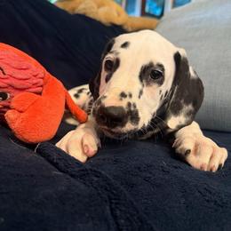 Sprinkles - White and black female Dalmatian puppy in Austin, Texas from Dazzling Dalz