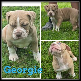 Georgie - Fawn brindle male Olde English Bulldogge puppy in Wheeler, Michigan from Haase Family Kennels