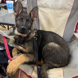 Trained Yearling - Felix - Sable male German Shepherd puppy in Augusta, West Virginia from Cricket Hollow Canines