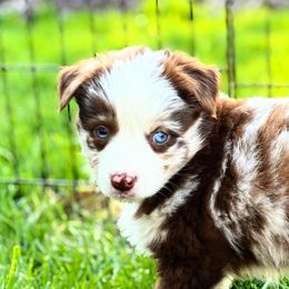 Rowan - Red merle Miniature American Shepherd puppy in Moscow, Idaho from Panhandle Australian Shepherds