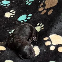 Crow - Black and tan male Dachshund puppy in Joplin, Missouri from Dreamy dachshunds