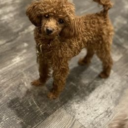 Bentley - Poodle