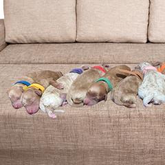 Double Doodles and Goldendoodles from Big Red Paw Doodles