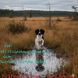 Oliver - English Springer Spaniel