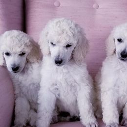 Poodles from Pandemonia Acres