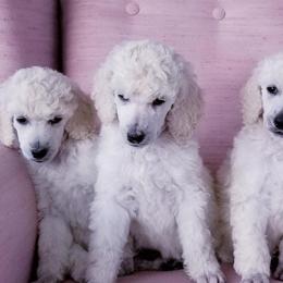 Poodles from Pandemonia Acres