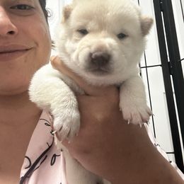 Mochi- rice cake - Cream female Shiba Inu puppy in Lehigh Acres, Florida from SWFL Happy Dogs